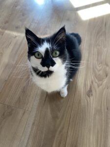 Garde Chat