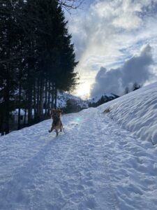 Randonnée pour chien