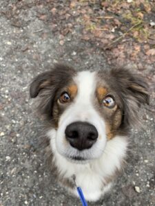 Balade chien Cluses